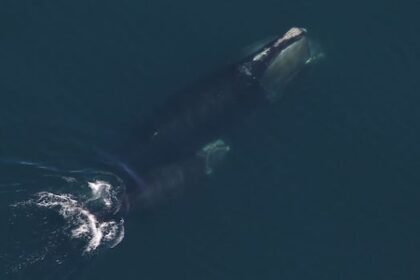 north-atlantic-right-whale-population-grew-slightly-in-2024