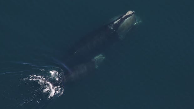 north-atlantic-right-whale-population-grew-slightly-in-2024