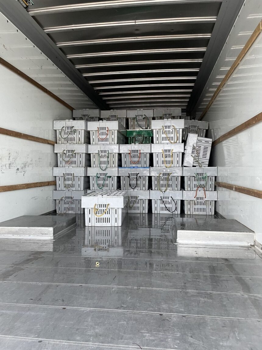 dfo-makes-sizable-lobster-busts-in-southwest-nova-scotia,-netting-plants-and-buyers