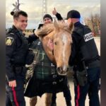 giddy-up:-police-corral-escaped-horses-that-trotted-along-busy-street,-paid-visit-to-high-school