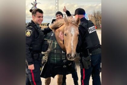 giddy-up:-police-corral-escaped-horses-that-trotted-along-busy-street,-paid-visit-to-high-school