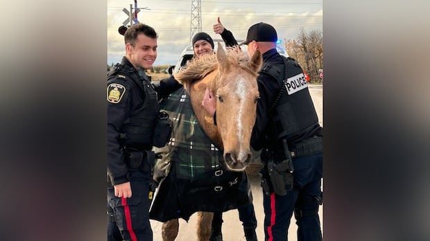 giddy-up:-police-corral-escaped-horses-that-trotted-along-busy-street,-paid-visit-to-high-school
