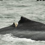 calf-with-deep-gash-identified-as-humpback-struck-by-ferry-off-vancouver