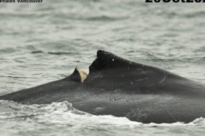 calf-with-deep-gash-identified-as-humpback-struck-by-ferry-off-vancouver