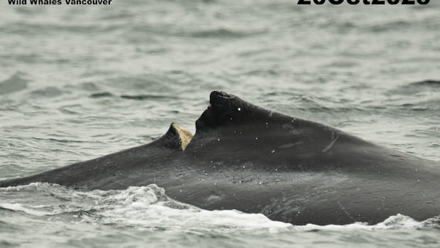 calf-with-deep-gash-identified-as-humpback-struck-by-ferry-off-vancouver