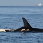 new-j-pod-orca-calf-spotted-in-bc.-waters-looking-‘well-integrated’:-researchers