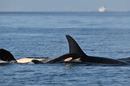new-j-pod-orca-calf-spotted-in-bc.-waters-looking-‘well-integrated’:-researchers