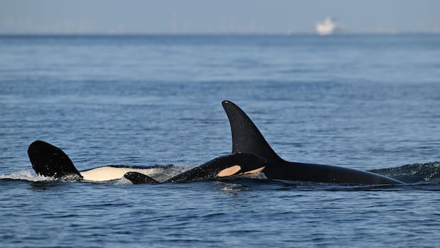 new-j-pod-orca-calf-spotted-in-bc.-waters-looking-‘well-integrated’:-researchers