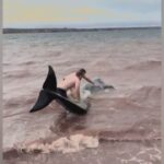 3-stranded-pilot-whales-saved-in-port-hood