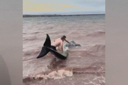3-stranded-pilot-whales-saved-in-port-hood