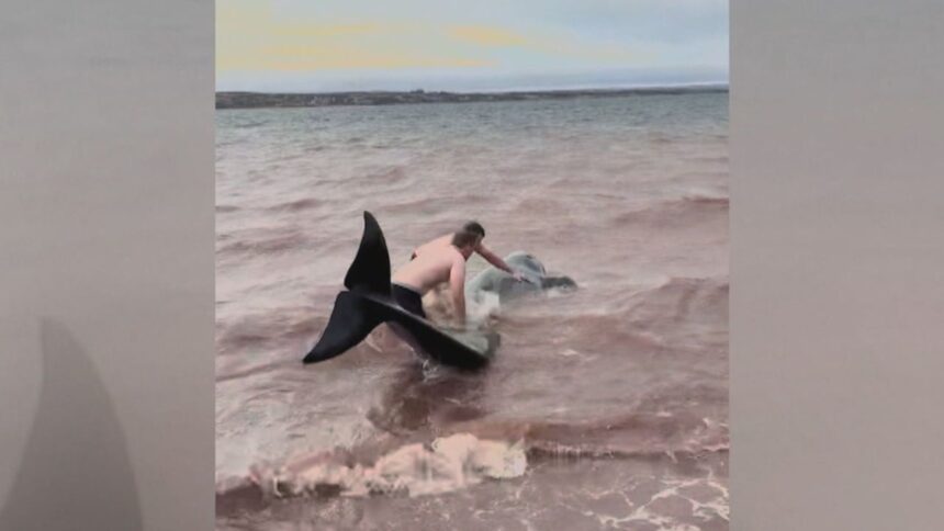 3-stranded-pilot-whales-saved-in-port-hood