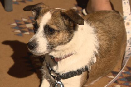 business-buddies-program-pairs-winnipeg-workplaces-with-shelter-dogs