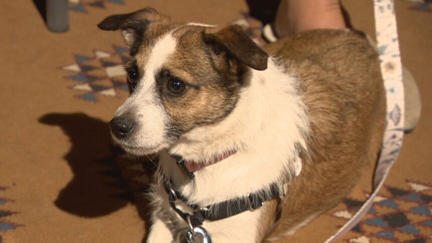 business-buddies-program-pairs-winnipeg-workplaces-with-shelter-dogs