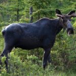 manitoba’s-contested-cut-to-moose-licences-in-2024-‘imperfect’-but-justified,-judge-rules