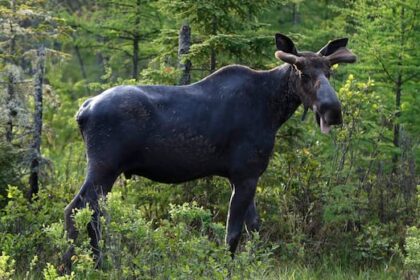 manitoba’s-contested-cut-to-moose-licences-in-2024-‘imperfect’-but-justified,-judge-rules