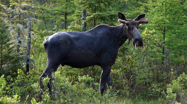 manitoba’s-contested-cut-to-moose-licences-in-2024-‘imperfect’-but-justified,-judge-rules