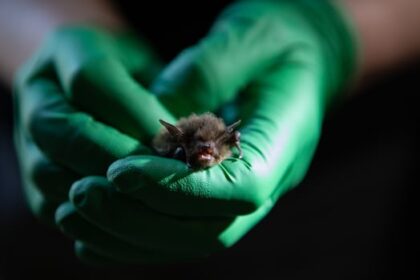 as-white-nose-syndrome-threatens-bats-nationwide,-this-scientist’s-probiotic-cocktail-could-save-them