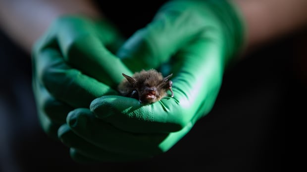 as-white-nose-syndrome-threatens-bats-nationwide,-this-scientist’s-probiotic-cocktail-could-save-them
