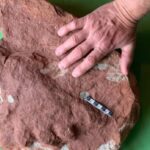 big-find-on-a-small-island:-‘remarkable’-fossil-footprint-discovered-on-pei.