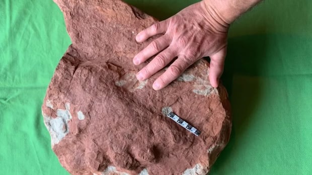big-find-on-a-small-island:-‘remarkable’-fossil-footprint-discovered-on-pei.
