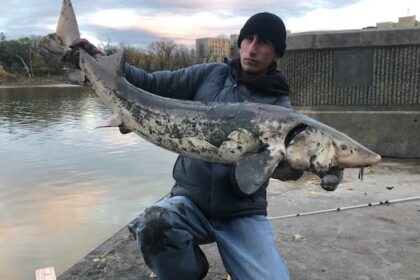 winnipegger-hooks-‘dinosaur’-sturgeon-from-red-river-near-the-forks