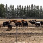 canadian-ranchers-want-uk.-trade-deal-terminated