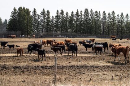 canadian-ranchers-want-uk.-trade-deal-terminated