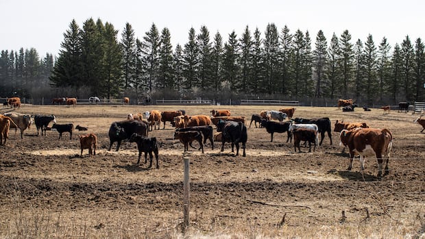 canadian-ranchers-want-uk.-trade-deal-terminated