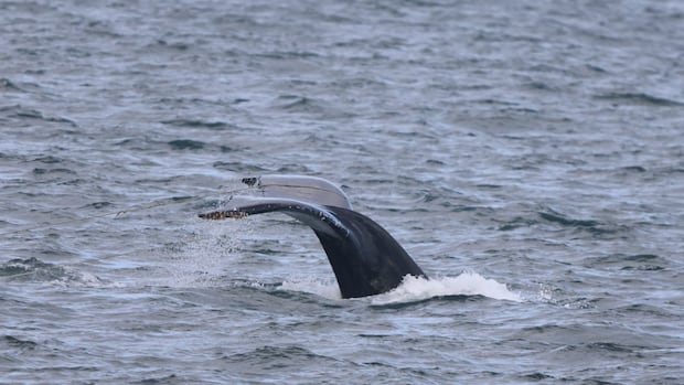 rescuers-free-humpback-whale-entangled-in-137-metres-of-steel-rope-near-nanaimo,-bc.