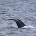 rescuers-free-humpback-whale-entangled-in-137-metres-of-rope-near-nanaimo,-bc.