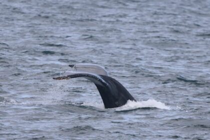 rescuers-free-humpback-whale-entangled-in-137-metres-of-rope-near-nanaimo,-bc.