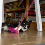 how-this-bookstore-has-been-helping-cats-find-their-forever-homes