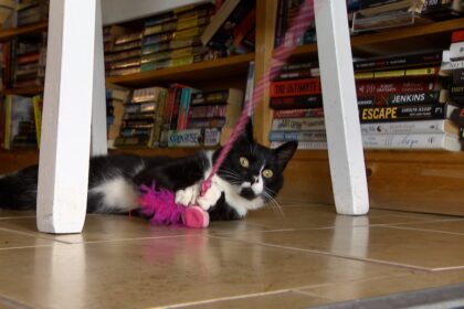 how-this-bookstore-has-been-helping-cats-find-their-forever-homes