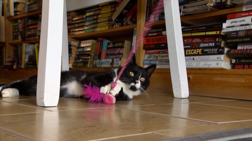 how-this-bookstore-has-been-helping-cats-find-their-forever-homes