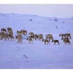motorists-reminded-to-watch-for-caribou-on-northern-peninsula-roads