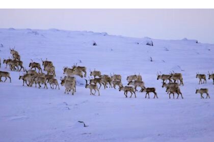 motorists-reminded-to-watch-for-caribou-on-northern-peninsula-roads