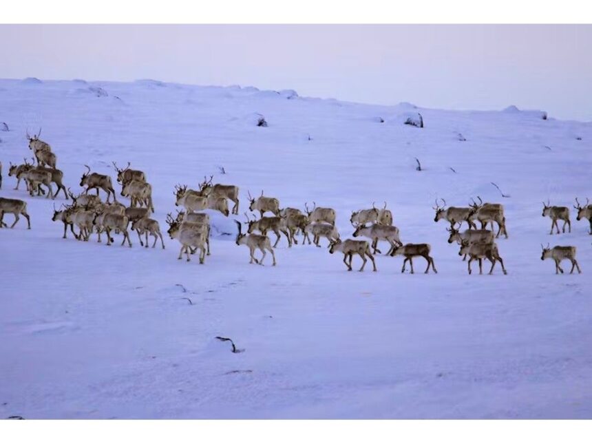 motorists-reminded-to-watch-for-caribou-on-northern-peninsula-roads