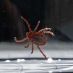acadia-to-be-home-to-only-dedicated-tick-research-centre-in-canada