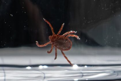 acadia-to-be-home-to-only-dedicated-tick-research-centre-in-canada