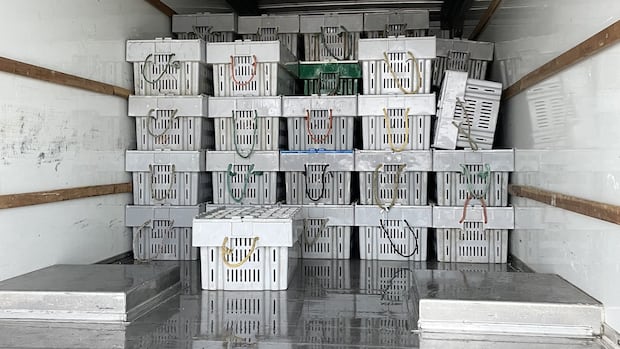 fisheries-rep-calls-for-provincial-intervention-following-lobster-seizures