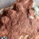 islander-unearths-history-by-discovering-290-million-year-old-fossil-on-pei.-shoreline