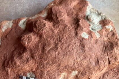 islander-unearths-history-by-discovering-290-million-year-old-fossil-on-pei.-shoreline