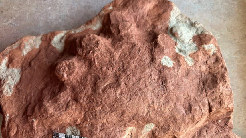 islander-unearths-history-by-discovering-290-million-year-old-fossil-on-pei.-shoreline