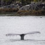whale-watching-vessel-collides-with-humpback-in-‘surprise-encounter’-near-vancouver