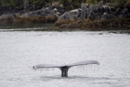 whale-watching-vessel-collides-with-humpback-in-‘surprise-encounter’-near-vancouver