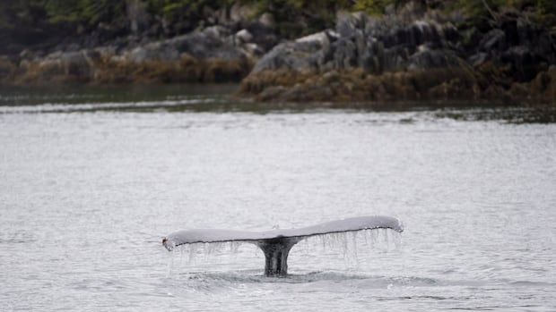 whale-watching-vessel-collides-with-humpback-in-‘surprise-encounter’-near-vancouver