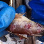 faulty-culverts-are-harming-or-killing-fish-ns.-environmentalists-want-that-to-change