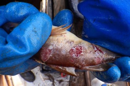 faulty-culverts-are-harming-or-killing-fish-ns.-environmentalists-want-that-to-change