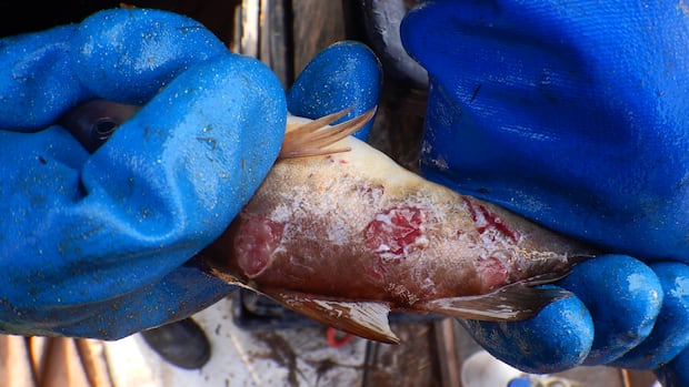 faulty-culverts-are-harming-or-killing-fish-ns.-environmentalists-want-that-to-change
