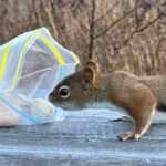 peanut,-please:-enjoy-these-photos-from-around-new-brunswick